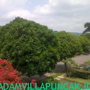 Villa Gede puncak 3 Kamar