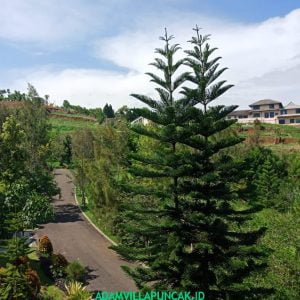 Villa Norwich Puncak 3 Kamar Private Pool